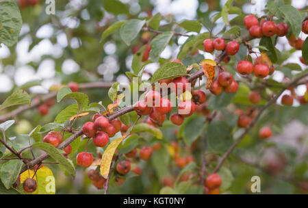 Malus. crab apple frutti in autunno. Foto Stock