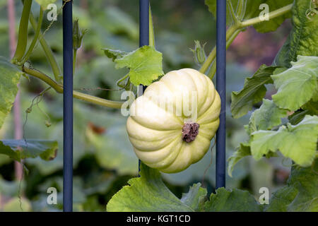 Curcubita pepo. zucca crescente attraverso ringhiere in ferro. Foto Stock