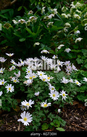 L'elleboro, helleborus, anemone blanda splendore bianco,l'inverno,windflower anemoni, bianco, fiori, fiori, fioriture, molla, legno, bosco, ombra, s Foto Stock