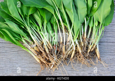Grande mazzo di aglio selvatico sul vecchio tavolo in legno di quercia, pianta intera, foglie e lampadine, molto sana insalata primaverile, anche noto come il legno di aglio, l'aglio orsino Foto Stock