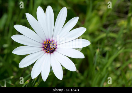 Bianco ecklonis osteospermum con la sua firma blu center. Noto anche come cape marguerite, van stadens river daisy, domenica fiume daisy e stelle di t Foto Stock