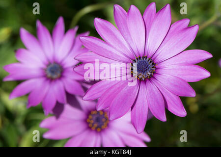 Tre osteospermum ecklonis fiori in un violaceo di colore rosa e la sua firma blu center. crescente nel suo ambiente naturale con primari focu poco profonda Foto Stock