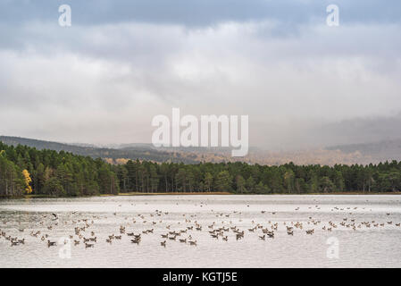 Un branco di oche Graylag sul Loch Garten nelle Highlands della Scozia. Foto Stock