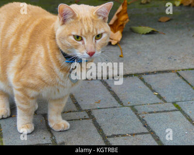 Carino giovane arancione gatto di razza seduta street Foto Stock