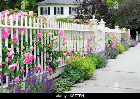Rose rampicanti sulla recinzione e colorato giardino confine. white Picket Fence, rosa, blu, verde e fiori viola. Foto Stock