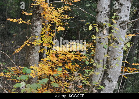 Autunno magia dei colori Foto Stock