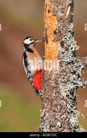 Picchio rosso maggiore appollaiato su un log. Foto Stock