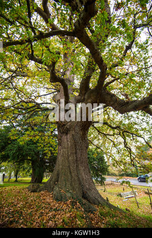 Crowhurst Village Scenes. Chiesa. Yew Tree. Stazione. Oaks. Un grazioso villaggio nell'East Sussex con molta fauna selvatica Foto Stock