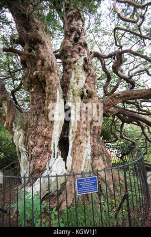 Crowhurst Village Scenes. Chiesa. Yew Tree. Stazione. Oaks. Un grazioso villaggio nell'East Sussex con molta fauna selvatica Foto Stock