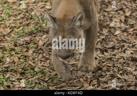 Cougar, Puma concolor, in forma talvolta noto come Florida cougar, Puma concolor coryi, Florida. Foto Stock