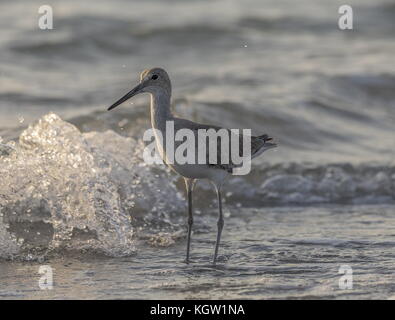 Willet, Catoptrophorus semipalmatus, come sottospecie Catoptrophorus semipalmatus semipalmata, in inverno alimentazione lungo il litorale, Florida. Foto Stock