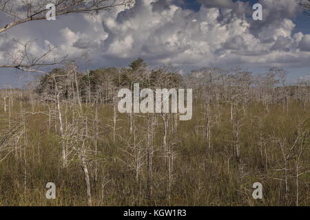 Dwarf palude foresta di cipressi, appena al di sopra del livello del mare nel parco nazionale delle Everglades, Florida. Foto Stock