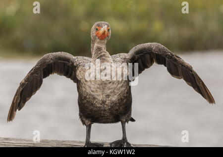 Immaturo Double-crestato, cormorano Phalacrocorax auritus, la sottospecie nota come la Florida, cormorano Phalacrocorax auritus floridanus. Ali di essiccazione Foto Stock