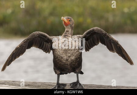 Immaturo Double-crestato, cormorano Phalacrocorax auritus, la sottospecie nota come la Florida, cormorano Phalacrocorax auritus floridanus. Ali di essiccazione Foto Stock