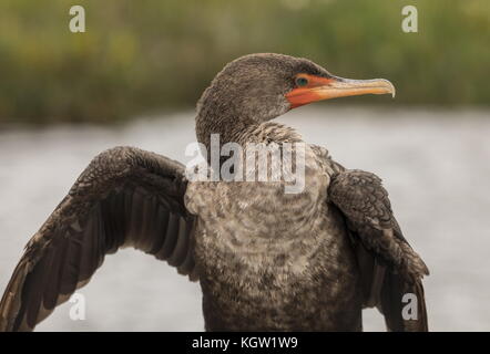 Immaturo Double-crestato, cormorano Phalacrocorax auritus, la sottospecie nota come la Florida, cormorano Phalacrocorax auritus floridanus. Ali di essiccazione Foto Stock