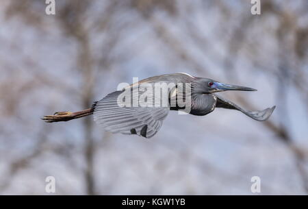 Airone tricolore, Egretta tricolore, in volo. Inverno, Florida. Foto Stock