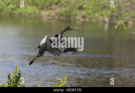 Anhinga, anhinga anhinga, in volo; Florida. Foto Stock