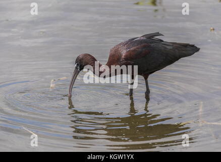 Ibis lucido, Plegadis falcinellus alimentando in acque poco profonde. Foto Stock