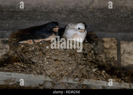 Fienile Swallow ( Hirundo rustica ), pulcini in nido, quasi voltati, uno con piumaggio bianco, raro difetto di pigmento, leucista, leuismo, Europa. Foto Stock