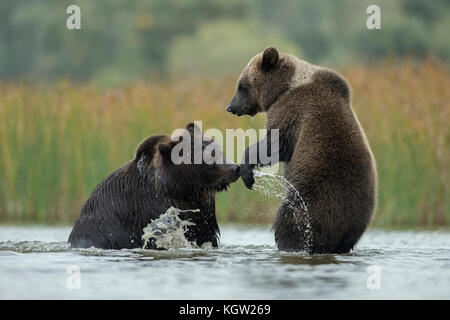 Orsi bruni / Braunbaeren ( Ursus arctos ) lotta, lotta, lotta giocosa, in piedi sulle gambe posteriori nelle acque poco profonde di un lago, Europa. Foto Stock