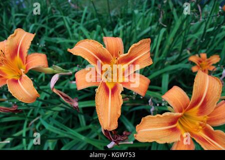 Bella gigli in un giardino di Huntsville, in Ontario. Foto Stock