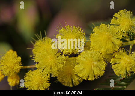 Fiori di mimosa o acacia dealbata in fiore simbolo per la giornata internazionale della donna da vicino anche chiamato impianto sensibili, argento o blu, graticcio in italia Foto Stock