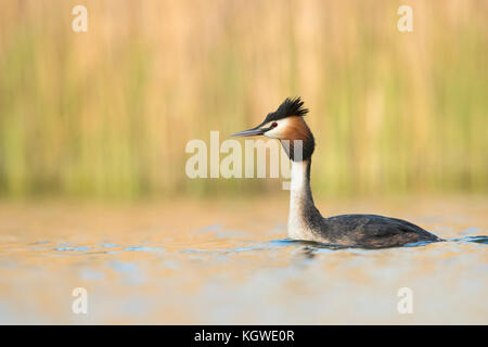 Svasso maggiore (Podiceps cristatus ) nuoto, allunga il proprio collo, testa sollevata, attento, nella parte anteriore del luminoso e brillante background, l'Europa. Foto Stock