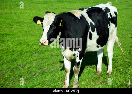 Bianco e nero mucca su erba verde campo. Foto Stock