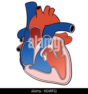 Illustrazione del cuore del sistema circolatorio isolato su sfondo bianco con colore rosso e blu-illustrazione vettoriale Illustrazione Vettoriale