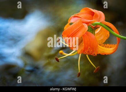 Leopard lily vicino la cataratta Creek, Monte Tamalpais State Park, California Foto Stock