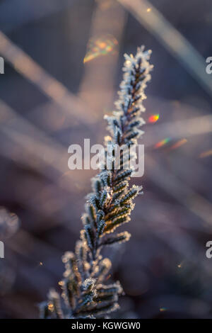 Un bel primo piano di un piccolo heather con cristalli di ghiaccio di piccole piante di palude in congelata di luce mattutina. profondità di campo. calma le zone umide scen Foto Stock