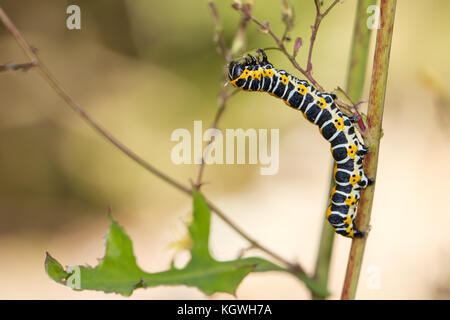 La lattuga shark moth caterpillar Foto Stock