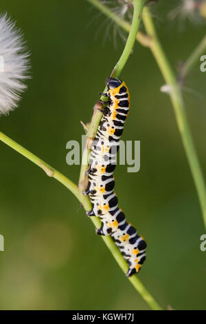 La lattuga shark moth caterpillar Foto Stock