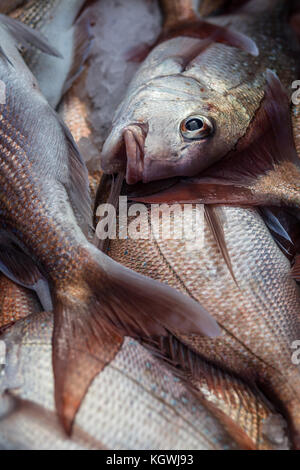 Pesca Al Largo Della Grande Barrier Island Foto Stock