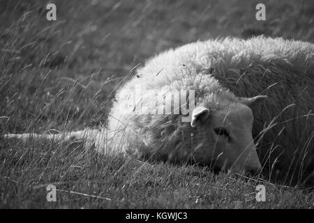 Una pecora si rilassa sulla diga II Foto Stock