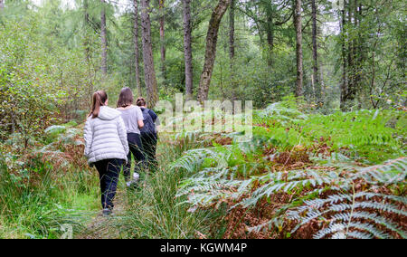 Una famiglia di quattro persone (madre e tre bambini) escursionismo in un bosco vicino a Loch Lomond in Loch Lomond e il Trossachs Naitional Park, Scozia Foto Stock
