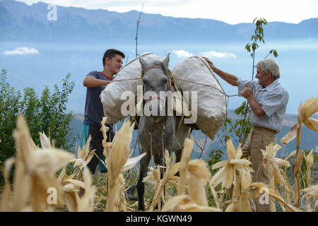 ALBANIA, Berat , piccola scala agricoltore mais in montagna / ALBANIEN, Berat, Kleinbauern ernten Mais in den Bergen Foto Stock