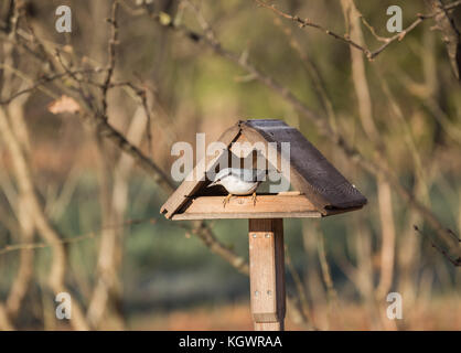 Picchio muratore siede nel trogolo in una soleggiata giornata autunnale Foto Stock