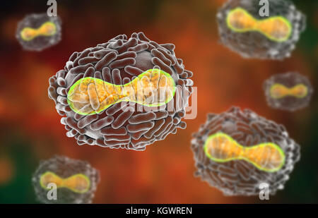 Il virus del vaiolo. Illustrazione di un virus del vaiolo (Variola) virus. Una membrana (trasparente) derivata dalla sua cellula ospite copre la particella di virus. All interno di questa si trova il nucleo (giallo), che contiene la particella del DNA (acido desossiribonucleico) materiale genetico. Il nucleo ha una forma biconcava. La superficie del virus è coperto con la superficie dei tubuli che aiutano il virus in allegato ad una cellula ospite. Il vaiolo è una malattia che provoca febbre e spesso la morte. Essa è stata debellata dopo uno sforzo a livello mondiale negli anni settanta, ma esistono dei ceppi in laboratori di ricerca. Foto Stock