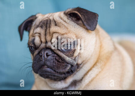 Hank il Pug Foto Stock