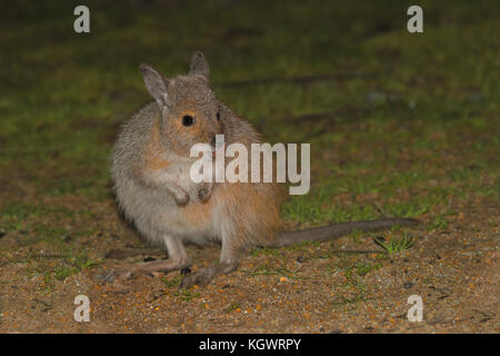 Rufous Hair-wallaby (Lagorchestes hirsutus), un raro marsupiale sull orlo di extiction, in Barna Mia Santuario Foto Stock