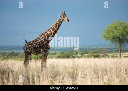 La Rothschild giraffe, una sottospecie minacciate si trovano solo in due parchi naturali; Murchison Falls National Park, Uganda. Foto Stock