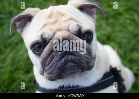 Pug all'aperto godendo della Campagna britannica Foto Stock