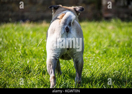 Pug all'aperto godendo della Campagna britannica Foto Stock