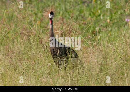 Grey Crowned Crane, dell'Uganda uccello nazionale; Murchison Falls National Park. Foto Stock