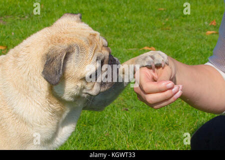 Pug all'aperto godendo della Campagna britannica Foto Stock