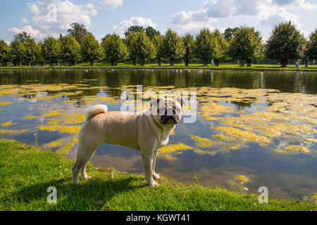 Pug all'aperto godendo della Campagna britannica Foto Stock