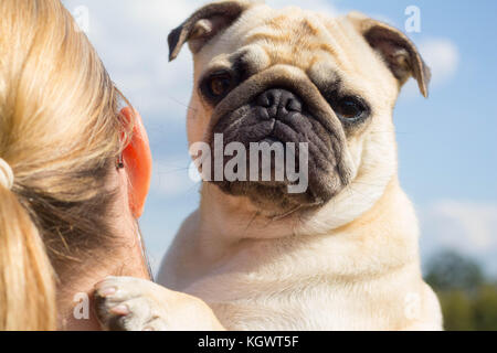 Pug all'aperto godendo della Campagna britannica Foto Stock