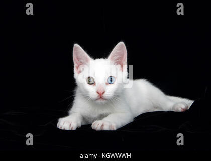 Ritratto di un piccolo white tabby gattino con occhi heterochromia posa su un morbido velluto nero letto circondato da Black Velvet. Colpisce il contrasto come il Foto Stock