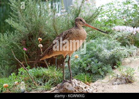 Uno in marmo uccello Godwit in piedi su una roccia presso la spiaggia con fiori e cespugli in background. Foto Stock